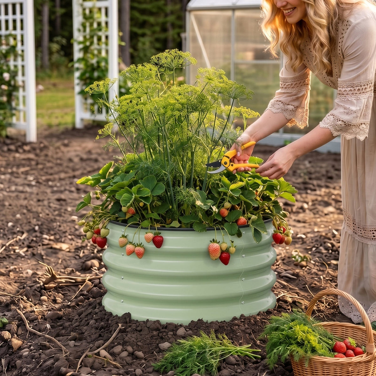 Woman picking strawberries and herbs from a sage green round raised bed