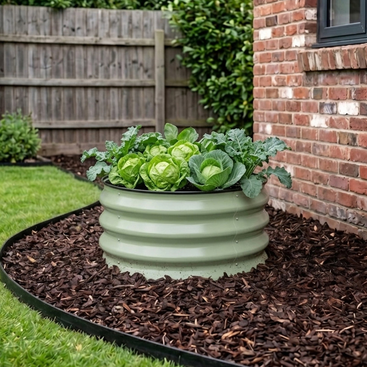 Round sage green raised bed of cabbages on a mulched border by a brick wall
