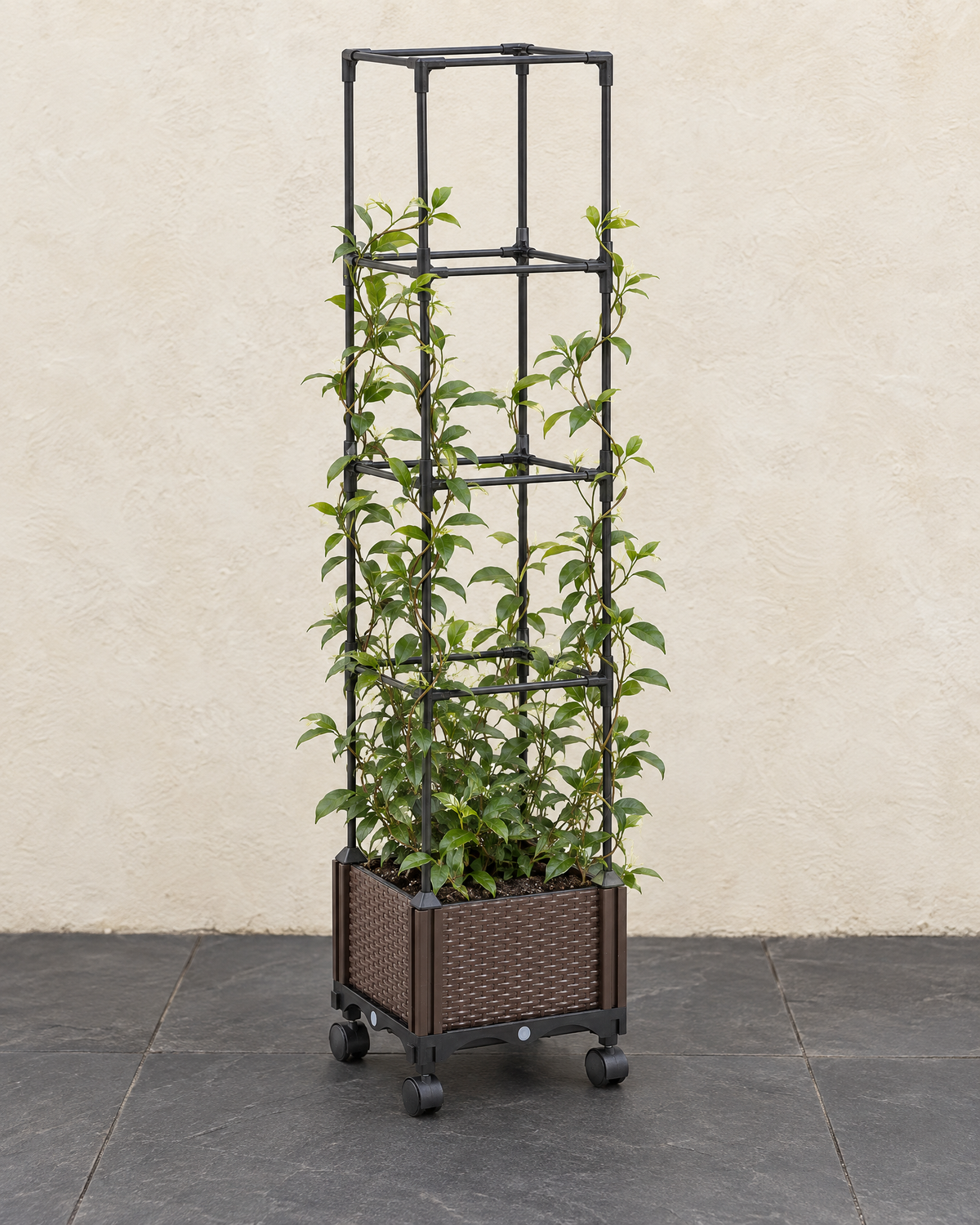 Rattan-effect planter on castors planted with a green climber growing up its black trellis on slate paving