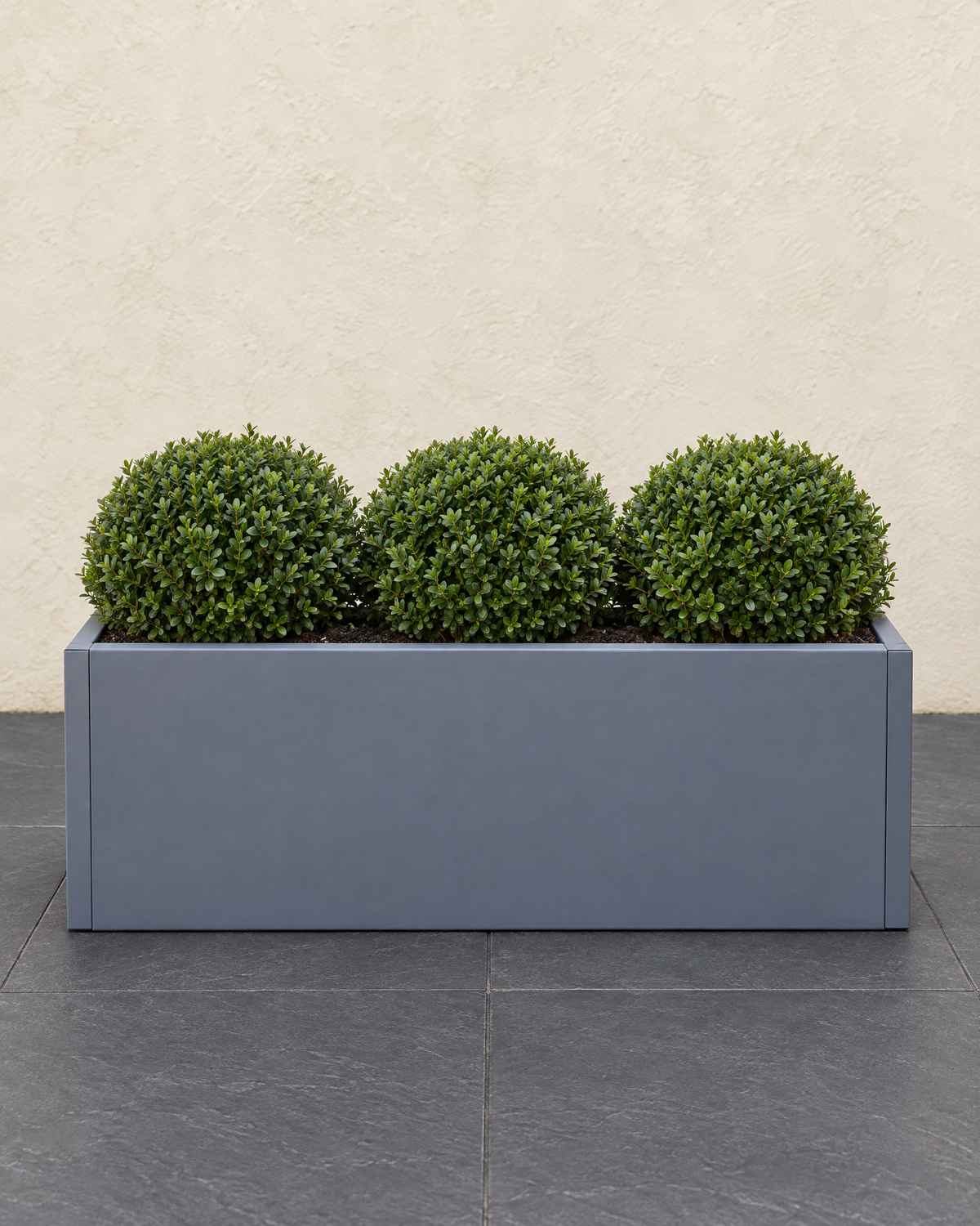 Dark grey rectangular steel planter planted with three clipped box balls on slate paving