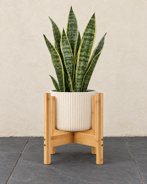 Bamboo pot stand holding a cream ribbed pot with a snake plant on slate paving